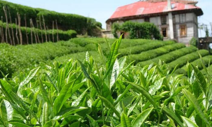 Çay tarımında 83 yıl sonra değişim başlıyor