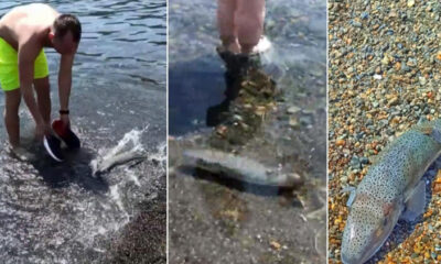 Antalya’da tedirgin eden görüntü! Balon balıkları kıyıya kadar geldi, turistler kaydetti