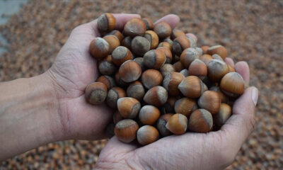 Ticaret borsalarında 495,6 bin ton fındık işlem gördü