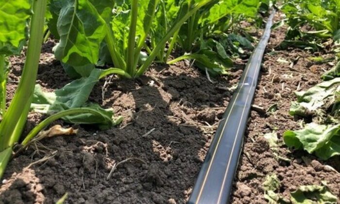 Netafim’den akıllı sulama yöntemleri